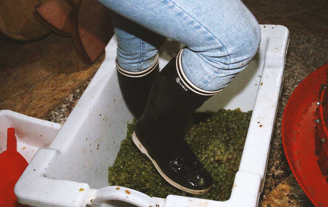 foulage-raisin-senlanne